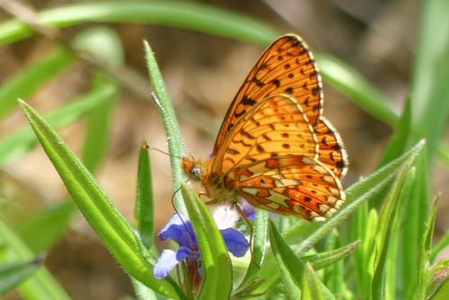 Boloria euphrosyne